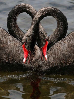 farapix_com_c814168e665b084e28f1077abd64d9bc_bird-love-p2-10.jpg